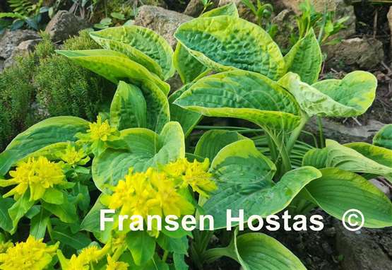 Hosta Van Wade